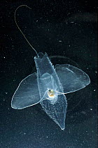 Sea butterfly, plankton animal, Mediterranean Sea