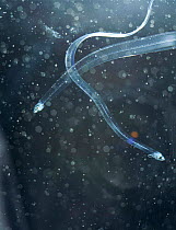 Eel - leptocephalus stage in plankton