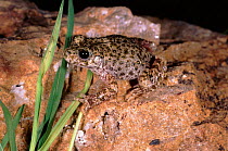 Midwife toad male at night, Spain