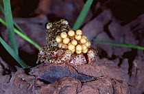 Midwife toad male (Alytes obstetricans) carrying eggs on back, Spain