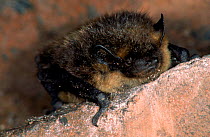 Northern bat roosting, Germany