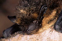 Northern bat roosting, Germany (Eptesicus nilssoni)
