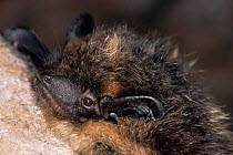 Northern bat roosting (Eptesicus nilssoni) Germany