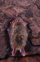 Bechstein's bat roosting {Eptesicus nilssoni / Myotis bechsteinii} Germany