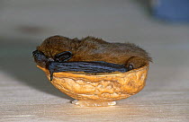 Common pipistrelle {Pipistrellus pipistrellus} in nut shell, captive, Germany