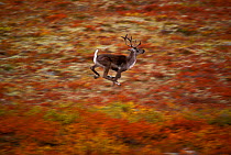 Reindeer running, autumn tundra (Rangifer tarandus) Denali NP Alaska, USA.