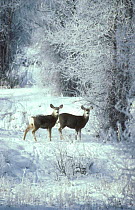 Mule Deer in the snow Wyoming (Odocileus hemionus) USA. Grand Teton NP.