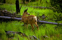 Mule Deer fawn (Odocileus hemionus) Montana, USA.