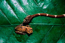 Blunt headed treesnake with frog (Imantodes cenchoa) Ecuador Amazon rainforest, South America