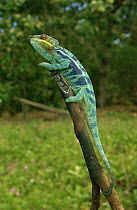 Panther chameleon (Chamaeleo pardelis), stripy blue sub species, on branch. Nosy Tanikely, Madagascar