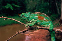 Parson's chameleon (Chamaeleo parsonii) on branch. Madagascar male in seasonal breeding colour, April 1994 Perinet Nature Reserve