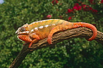 Panther chameleon, red sub species (Chamaeleo pardelis) colour is where one male displays to another male, captive