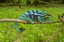 Panther chameleon, stripy blue sub species (Chamaeleo pardalis) Nosy Tanikely Island, North West Madagascar