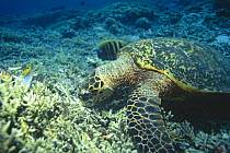 Hawksbill turtle feeding on dead coral (Eretmochelys imbricata) Sipadan, Malaysia