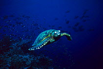 Hawksbill turtle swimming by coral reef, Sipadan, Malaysia