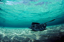 Southern Stingray in shallows off Cayman Islands