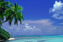 Tetiaroa Atoll, 28 miles north of Tahiti. French Polynesia. Palm trees and sea.
