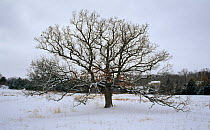 Bur oak in Winter (Qercus  macrocarpa) USA Seasons sequence 1