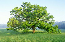 Bur oak in Summer (Quercus macrocarpa) USA Seasons sequence 3