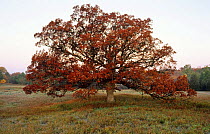 Bur oak in Autumn (Quercus macrocarpa) USA Seasons sequence 4