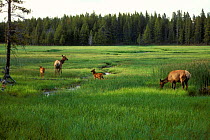 (American Elk (Cervus elaphus) Yellowstone NP Wyoming, USA.
