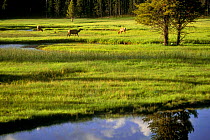 American Elk (Cervus elaphus) Yellowstone NP Wyoming, USA.