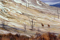 American Elk (Cervus elaphus) Mammoth area. Yellowstone NP, Wyoming, USA.