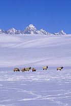 American Elk herd in snow. (Cervus elaphus) National Elk Refuge, Jackson, Wyoming, USA.