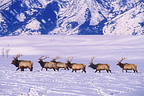 American Elk herd in snow (Cervus elaphus) National Elk Refuge. Jackson, Wyoming, USA.