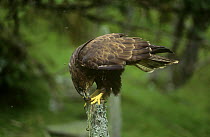 Common Buzzard (Buteo buteo) cleaning food from talons, captive, UK
