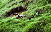 Common buzzard (Buteo buteo) in flight, dark phase, UK, Captive