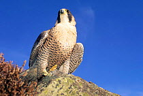 Female Peregrine falcon portrait (Falco peregrinus) European subspecies brookei