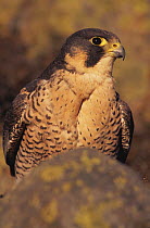 Female Peregrine falcon (Falco peregrinus, subspecies brookei) on rock, captive, Scotland