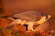 Peregrine falcon female on pheasant prey, subspecies brookei from southern Europe. Captive bird.