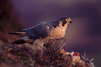 Peregrine falcon female on pheasant prey (subspecies brookei from south Europe)