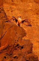 Peregrine falcon (female) on rocks. Subspecies brookei from southern Europe. Captive bird.