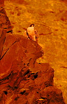 Peregrine falcon (female) on rocks. Subspecies brookei from southern Europe