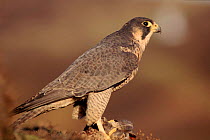 Peregrine falcon female (Falco peregrinus) subspecies brookei from southern Europe