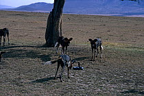 African wild dogs {Lycaon pictus} harassing Cobra, Masai Mara GR, Kenya