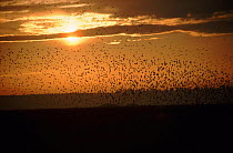 Flock of Knot flying at sunset, Snettisham, Norfolk, England