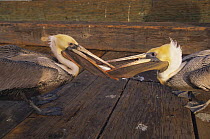 Brown pelicans {Pelecanus occidentalis} squabbling over fish, Stearns Wharf, California, USA