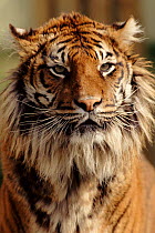Sumatran Tiger portrait.