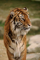 Sumatran Tiger portrait. Captive animal