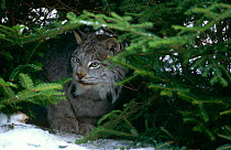 Canadian Lynx {Lynx lynx canadensis} Captive, Wildlife Park, Canada
