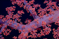Prickly Alcyonarian coral {Dendronepthya sp} close-up, Red Sea