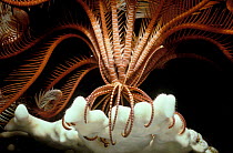 Crinoid holds onto fire coral while feeding at night. Red Sea
