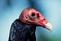 Turkey Vulture head portrait (Cathartes aura). Captive.