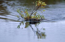 Beaver {Castor canadensis} swimming with branch, USA. Captive.