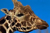 Giraffe portrait close-up (Giraffa camelopardalis) Kenya