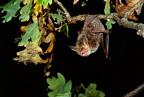 Bechstein's Bat roosting in tree. Germany